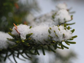Close-up of frozen plant