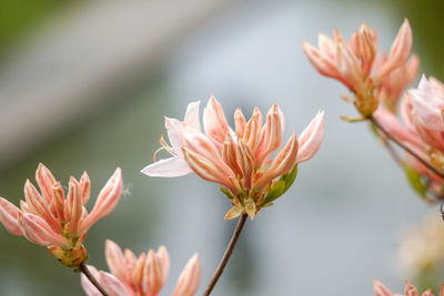 Spring rhododrendron in bloom