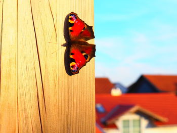 Close-up of butterfly on wood