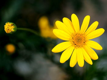 Close-up of yellow flowering plant