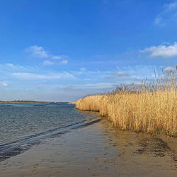 Scenic view of beach against sky