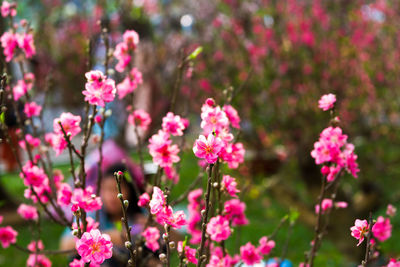 Close-up of pink flower