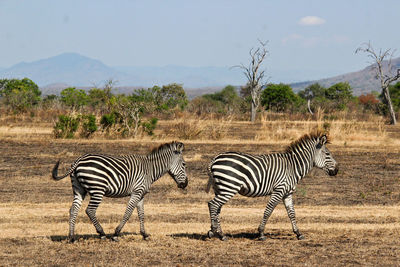 Zebra standing by tree against sky