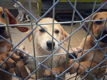 Close-up of dog in cage