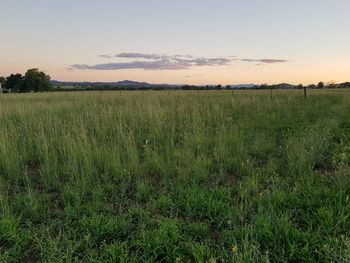 Scenic view of field against sky during sunset