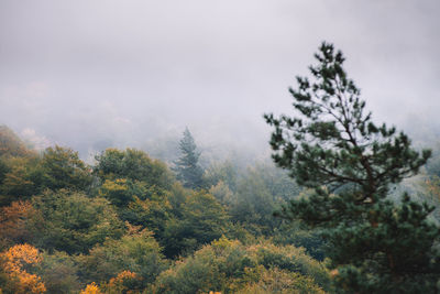 Trees in forest against sky