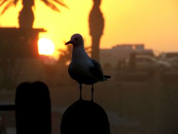 Close-up of bird perching on silhouette outdoors