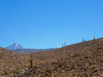 Large cactus in atamacama desert with volcano / mountain in the distance