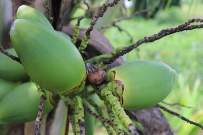 Close-up of fruit