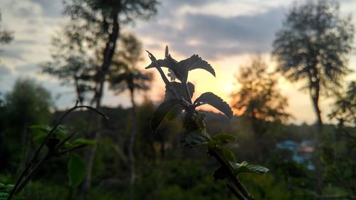 Close-up of butterfly on tree against sky