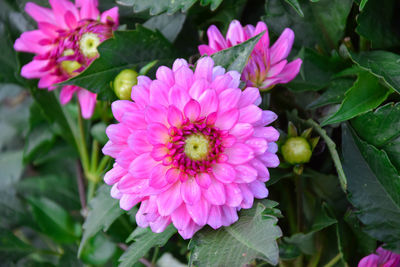 Close-up of pink flowering plant in park