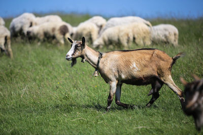 Sheep standing on field