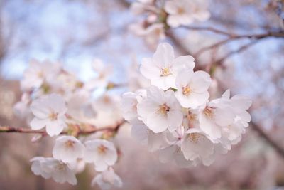 Close-up of white cherry blossoms in spring