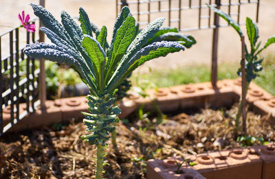 Close-up of potted plant