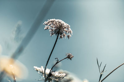 Close-up of wilted plant