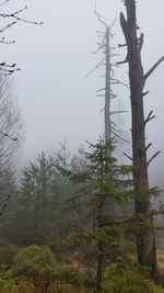 Trees in forest against sky