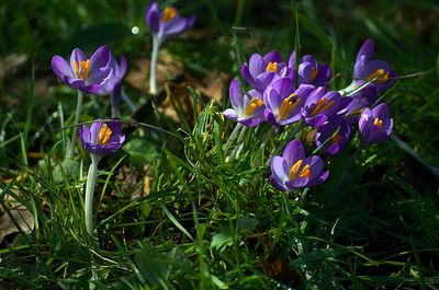 Close-up of purple crocus flowers on field