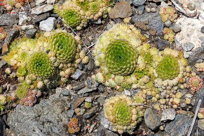 Orostachys spinosa. wild plants on lake baikal.