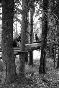 View of an animal sitting on tree trunk