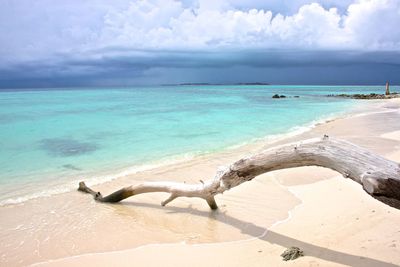 Driftwood at beach against cloudy sky