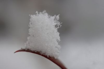 Close-up of snow on leaf during winter