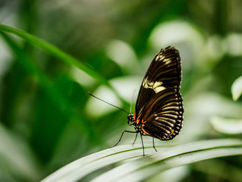 Close-up of butterfly on leaf