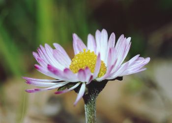 Close-up of pink flower