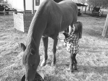 Horse standing on field