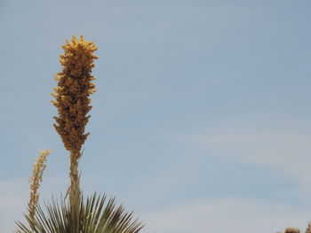 Close-up of plant against sky