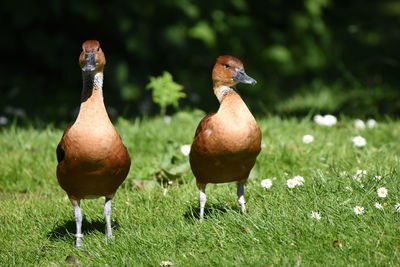 Close-up of goose on field