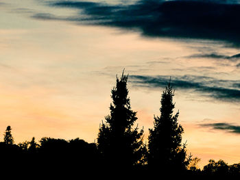 Silhouette of tree at sunset