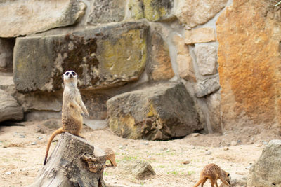 View of an animal on rock