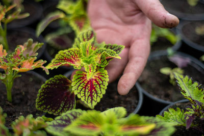 Midsection of person holding plant