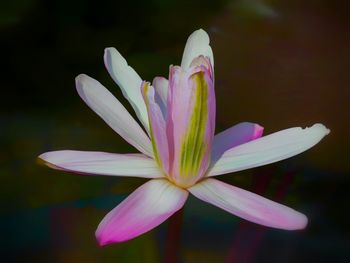 Close-up of flower blooming outdoors