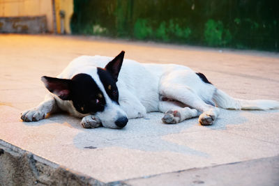 Dog sleeping on footpath