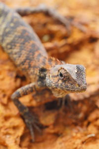 Close-up of lizard on field