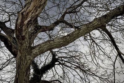 Low angle view of bare tree against sky