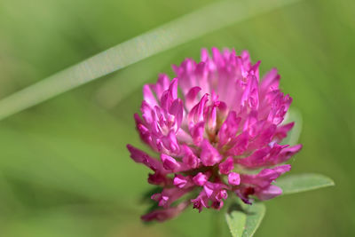 Close-up of pink flower