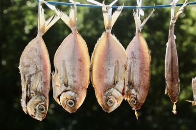 Close-up of fish hanging