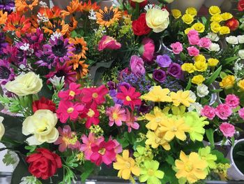 High angle view of multi colored flowers blooming outdoors