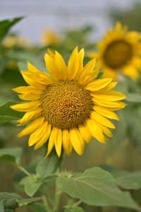 Sunflower bunga matahari