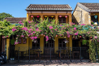 Purple colored myrtle flower trees growing on top of a house in hoi an ancient town, vietnam