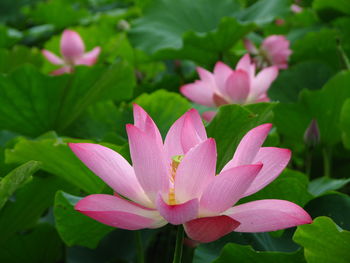 Close-up of pink lotus