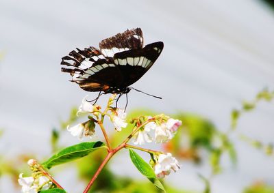 Close-up of butterfly pollinating on flower