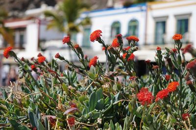 Red flowers blooming outdoors