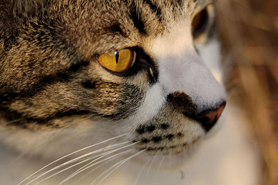 Close-up of a cat looking away