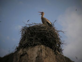 Low angle view of bird perching on nest against sky