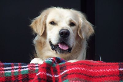 Portrait of dog sticking out tongue against black background