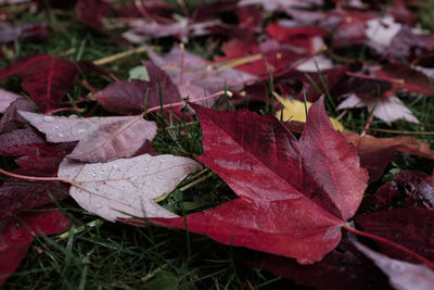 Close-up of maple leaf during autumn
