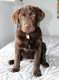 Portrait of dog sitting on bed at home